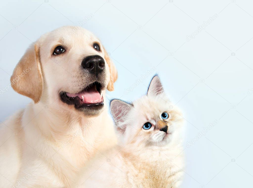 Cat and dog together, neva masquerade kitten, golden retriever looks at right