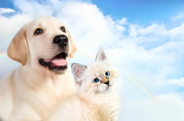 Kočka a pes spolu, neva masquerade kotě, zlatý retrívr se dívá na pravé — Stock fotografie