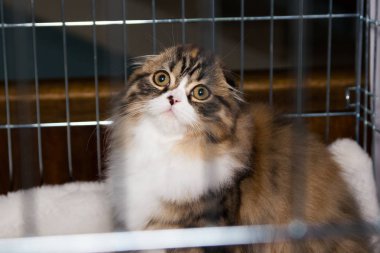 Güzel safkan İskoç kedi içinde belgili tanımlık kafes