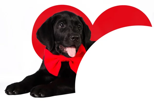 Dog in love with a red heart and place for text — Stock Photo, Image