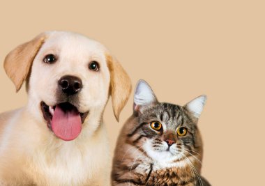 Kedi ve köpek, Sibirya yavru kedi, golden retriever sağda görünüyor