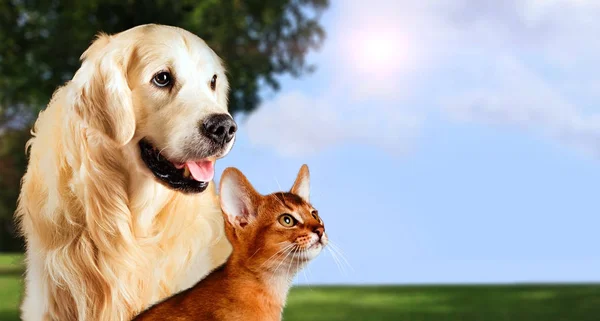 Cat and dog, abyssinian cat, golden retriever together on peaceful nature background — Stock Photo, Image