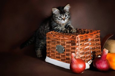 Safkan güzel Suberian kedi, yavru kedi kahverengi bir arka plan üzerinde. Dekorasyon olarak sonbahar sebze ve meyve sepetleri içinde hasat.