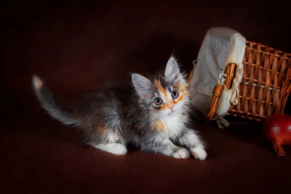 Gato Suberian bonito puro-sangue, gatinho em um fundo marrom. Colheita de legumes e frutas do outono em cestas como decoração . — Fotografia de Stock