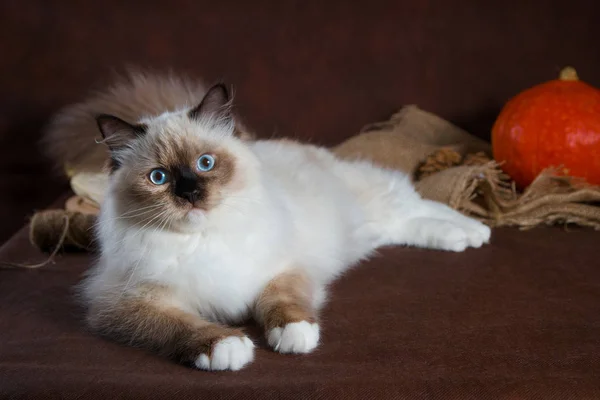 Neva Maskerade Katze auf braunem Hintergrund. Kürbisse im Korb, Herbsternte — Stockfoto