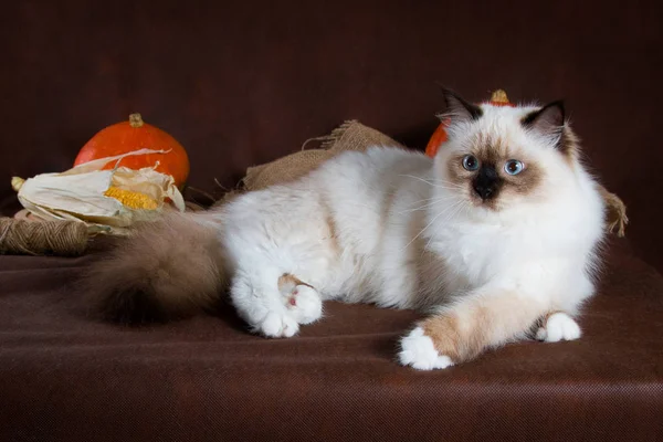 Neva Maskerade Katze auf braunem Hintergrund. Kürbisse im Korb, Herbsternte — Stockfoto