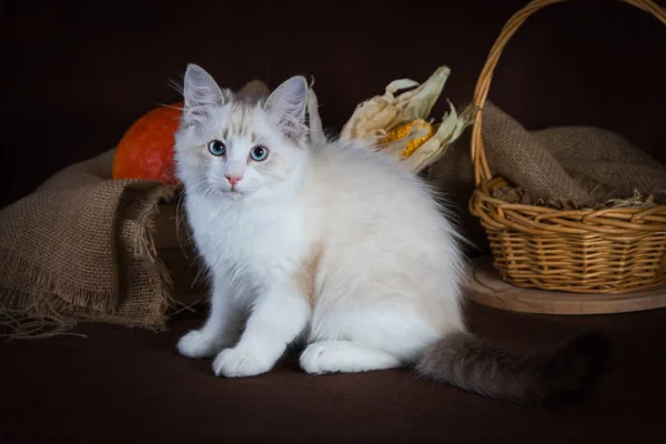 Чистокровный красивый кот-маскарад Невы, котенок на коричневом фоне. Урожай осенних овощей и фруктов в корзинах в качестве украшения . — стоковое фото