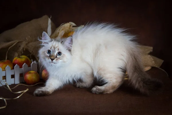 Чистокровный красивый кот-маскарад Невы, котенок на коричневом фоне. Урожай осенних овощей и фруктов в корзинах в качестве украшения . — стоковое фото