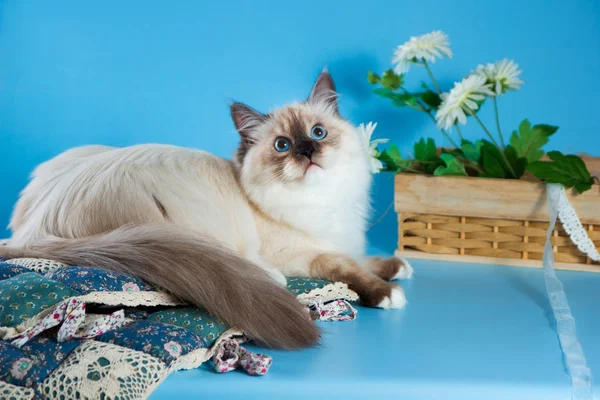 Bela Neva de raça pura mascarada de gato, gatinho em um fundo marrom. Travesseiros e flores como decoração . — Fotografia de Stock