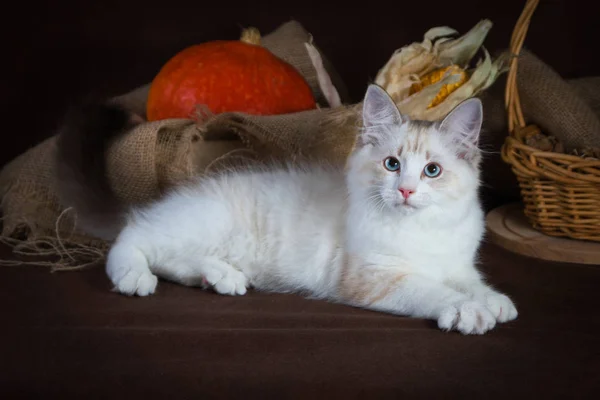 Bela Neva de raça pura mascarada de gato, gatinho em um fundo marrom. Colheita de legumes e frutas do outono em cestas como decoração . — Fotografia de Stock