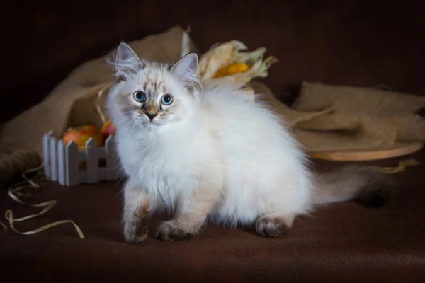 Purebred beautiful Neva masquerade cat, kitten on a brown background. Harvest of autumn vegetables and fruits in baskets as decoration. — Stock Photo, Image