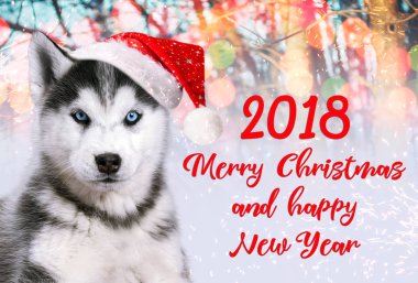 Sibirya husky köpek Noel Kartpostalı renkli arka plan üzerinde kırmızı şapkalı