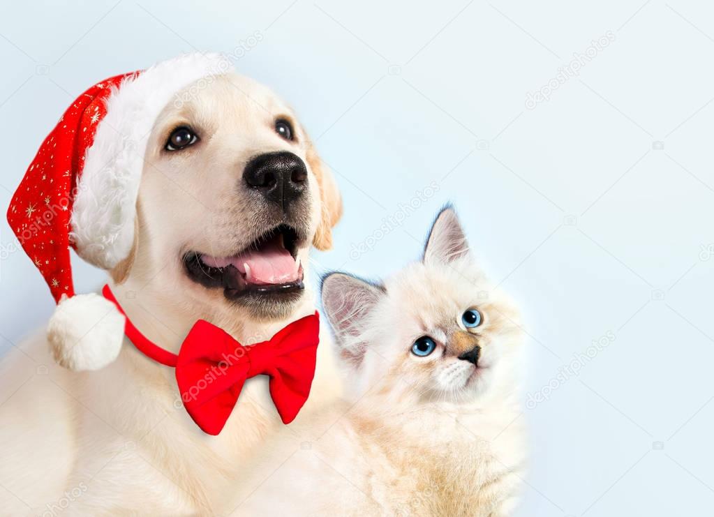 Cat and dog together, neva masquerade kitten, golden retriever looks at right. Puppy with christmas hat and bow. New year mood