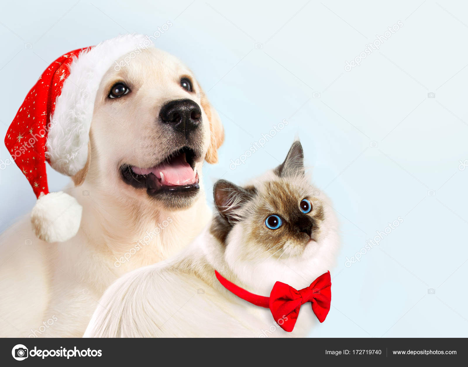 Hund Und Katze Zusammen Neva Masquerade Kätzchen Golden