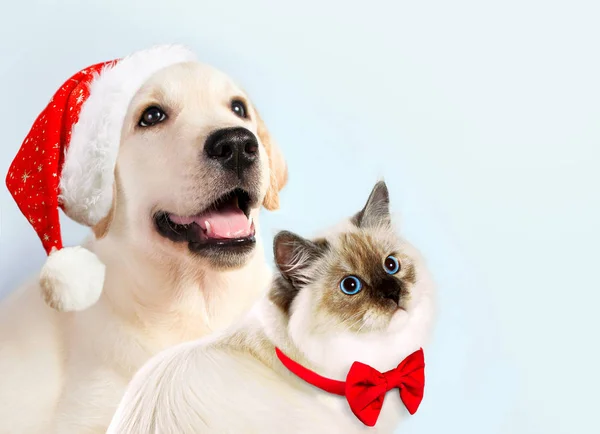 Kat en hond samen, neva masquerade kitten, golden retriever kijkt naar rechts. Puppy met kerst hoed en boog. Nieuwjaar stemming Stockfoto