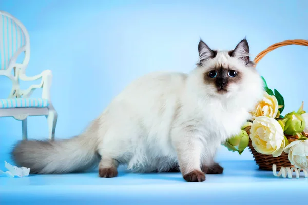 Нева маскарад котенка на синем фоне — стоковое фото