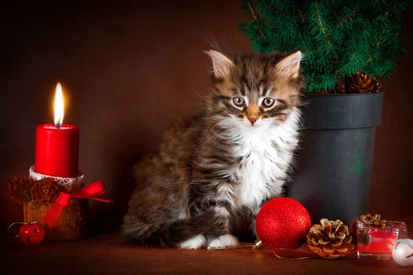 Nadýchané sibiřské kotě s vánoční výzdobou. Hnědý pozadí — Stock fotografie