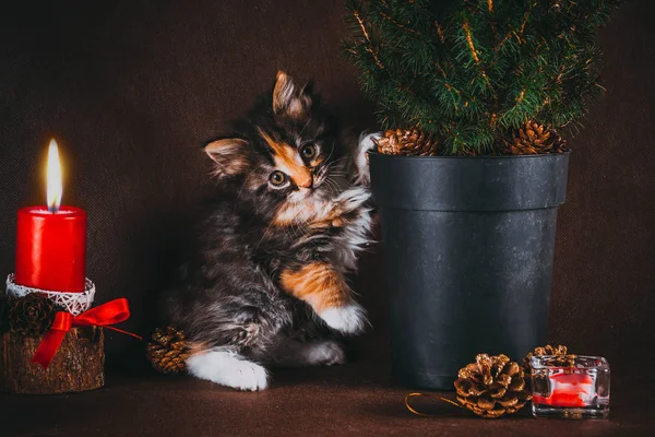 Nadýchané sibiřské kotě s vánoční výzdobou. Hnědý pozadí — Stock fotografie
