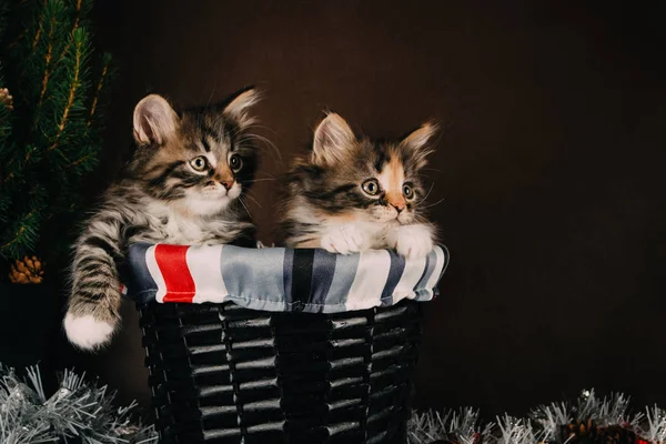 Gatinhos siberianos fofos com decorações de Natal. Fundo marrom — Fotografia de Stock