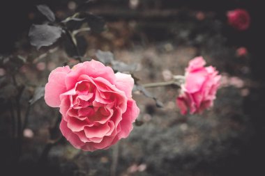 Pembe renkli gül Bahçe, bulanık arka planda. seçici odak. Sevgililer kavramı. Vintage tarzı