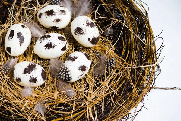 Pasen voorjaar samenstelling, nest met kwarteleitjes. Close-up van portret op witte houten achtergrond. — Stockfoto