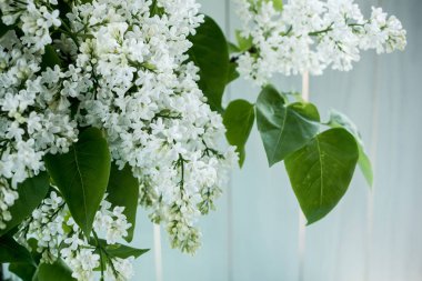 Leylak açık renkli, vintage renkleri önünde bir buket