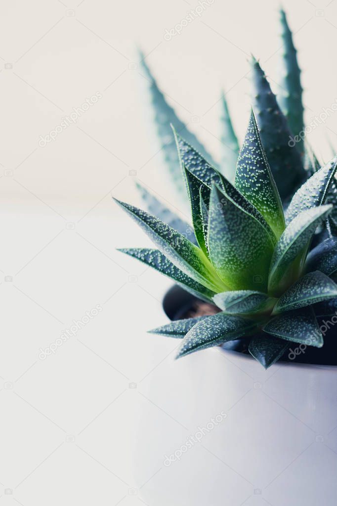 Succulent haworthia fasciata and aloe vera in a pot on white marble background. Stylish and simple plants for modern desk