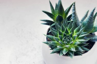 Etli haworthia fasciata ve aloe vera beyaz mermer zemin üzerinde bir tencerede. Modern Resepsiyon için şık ve basit bitki