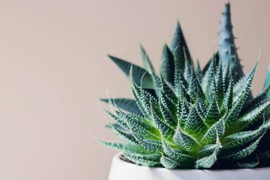 Etli haworthia fasciata ve aloe vera beyaz mermer zemin üzerinde bir tencerede. Modern Resepsiyon için şık ve basit bitki
