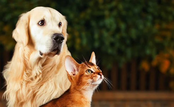 Cat and dog, abyssinian cat, golden retriever together on peaceful nature background