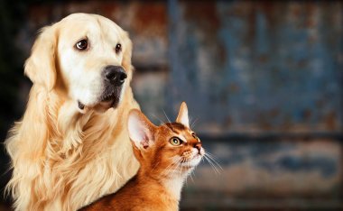 Kedi ve köpek, Habeş kedisi, golden retriever paslı renkli arka plan üzerinde üzgün endişeli ruh birlikte.