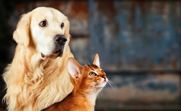 Γάτας και σκύλου, γάτας αβυσσινιακού, χρυσόs retriever μαζί σε σκουριασμένα πολύχρωμο φόντο, θλιβερή ανήσυχη διάθεση. — Φωτογραφία Αρχείου