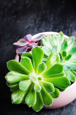Etli Echeveria siyah arduvaz arka plan üzerinde bir tencerede üç türü. Modern Resepsiyon için şık ve basit bitki