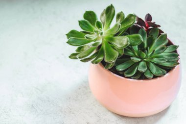 Echeveria etli beyaz mermer zemin üzerinde bir tencerede üç türü. Modern Resepsiyon için şık ve basit bitki