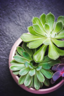 Etli Echeveria siyah arduvaz arka plan üzerinde bir tencerede üç türü. Modern Resepsiyon için şık ve basit bitki