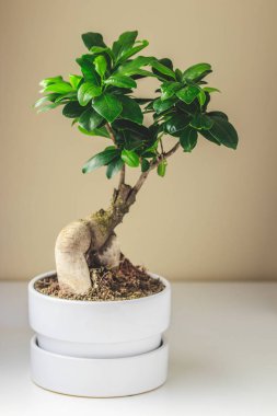 Ficus microcarpa ginseng beyaz bir tencerede. Modern Resepsiyon için şık ve basit bitki