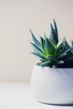 Etli haworthia fasciata ve aloe vera beyaz mermer zemin üzerinde bir tencerede. Modern Resepsiyon için şık ve basit bitki