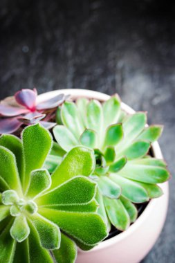 Etli Echeveria siyah arduvaz arka plan üzerinde bir tencerede üç türü. Modern Resepsiyon için şık ve basit bitki