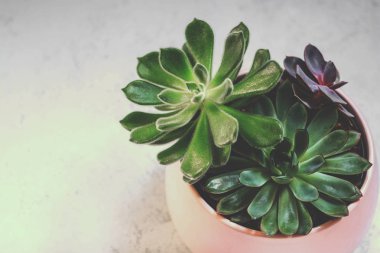 Echeveria etli beyaz mermer zemin üzerinde bir tencerede üç türü. Modern Resepsiyon için şık ve basit bitki