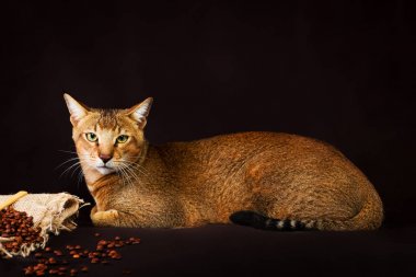 Chausie, Habeş kedisi koyu kahverengi zemin üzerine.