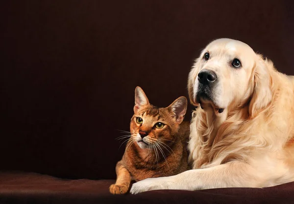 Kot Pies Kot Abisyński Golden Retriever Wygląda Lewo — Zdjęcie stockowe