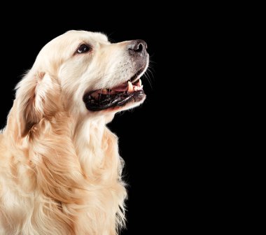 Köpek golden retriever, siyah üzerine izole edilmiş.
