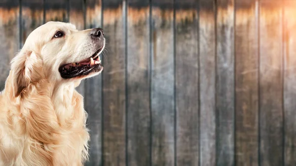 Dog golden retriever in front of natural wooden background — Stock Photo, Image