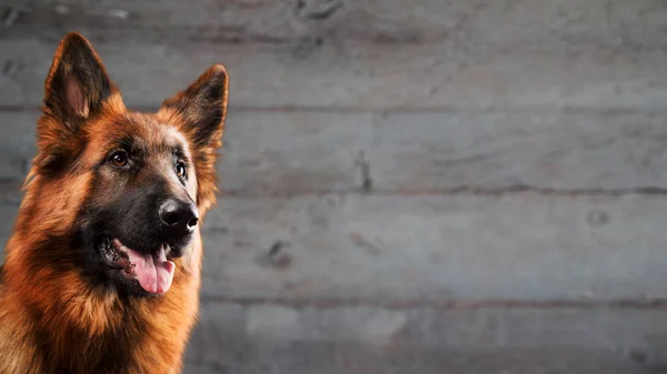 German shepherd dog in front of natural wooden background — Stock Photo, Image