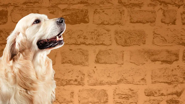 Perro golden retriever delante de la pared de ladrillo marrón . — Foto de Stock