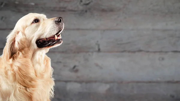 Perro golden retriever delante de fondo de madera natural — Foto de Stock