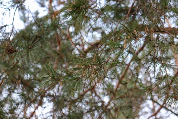 Needles on the fir tree against the sky