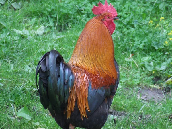 Coq Dans Son Habitude Naturelle — Photo