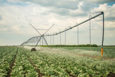 Lahana tarlasında su makinesi