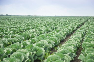 Yeşil lahana tarlasıyla manzara